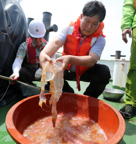 제주 서쪽 해상서 잡은 해파리