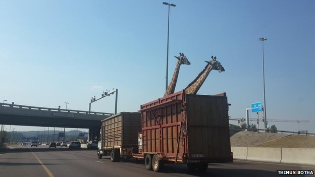 31일(현지시간) 남아프리카공화국에서 트럭에 실려가던 기린이 고속도로를 가로지르는 다리와 충돌해 숨졌다. 사진=BBC 뉴스 공식 트위터