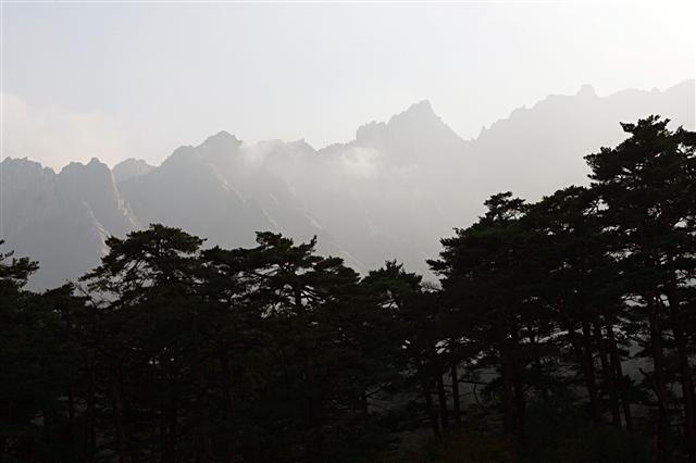 금강산 신계사 앞 소나무숲. 해동보살이 산다는 금강산의 신계사 둘레에는 울창한 노송이 숲을 이루고 있다. 솔과 솔숲이 있는 풍경에서 선조들은 기개와 곧은 의지를 배우며 살았다.  한길사 제공