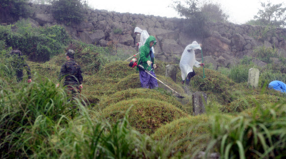 굵은 빗줄기에도 제주서 이어진 벌초 행렬