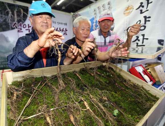 “추석 선물 산양산삼으로 하세요” 