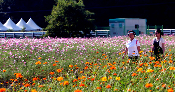 활짝핀 가을 코스모스