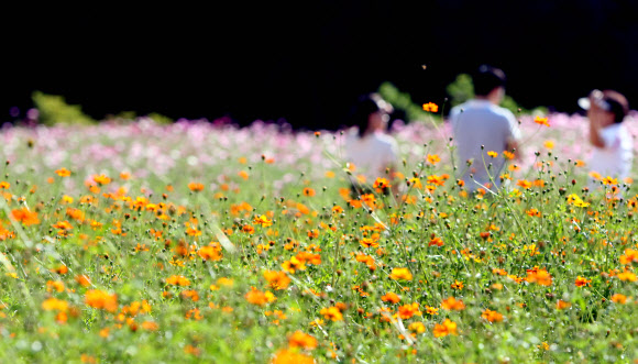 활짝핀 가을 코스모스
