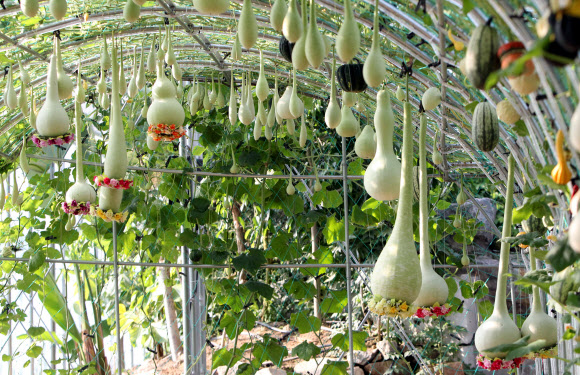 눈길 끄는 ‘박 터널’