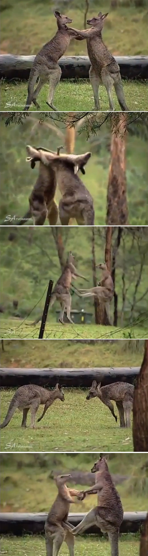 숲속에서 캥거루 두 마리가 격렬하게 싸우는 장면을 포착한 영상이 공개됐다. 사진·영상=유튜브(youtube.com)