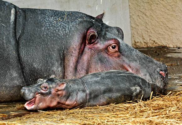1일(현지시간) 미국 로스앤젤레스 동물원에서 어미 하마가 갓 태어난 새끼 하마를 곁에 두고 휴식을 취하고 있다. 산기(産氣)가 있던 어미 하마 ‘마라’는 지난달 31일 건강한 새끼 하마를 낳았다. 이 동물원에서 새끼 하마가 태어난 것은 26년 만에 처음 있는 경사다. AP/뉴시스
