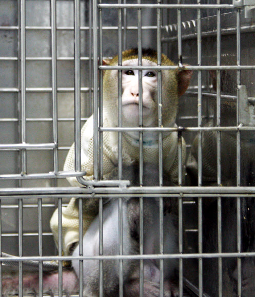 ‘2단계 장기이식용 돼지심장’ 원숭이에 국내최초 이식