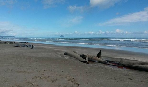 6일 오전 뉴질랜드에서 해변에 올라와 바다로 돌아가지 못한 들쇠고래들이 집단으로 죽은 채로 발견됐다. 사진출처: 라디오 뉴질랜드 공식홈페이지