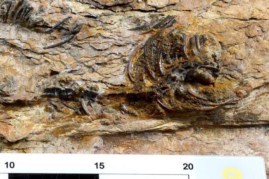 경남 하동 수각류 공룡 화석.