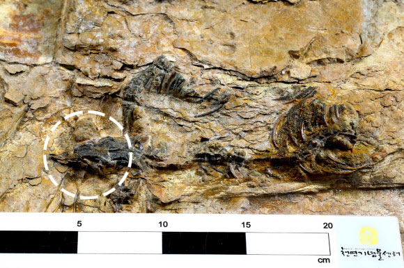 경남 하동군 금성면 가덕리에서 발견된 1억 2000만년 전의 수각류 공룡 화석. 화석 전체 몸길이 28㎝의 초소형 육식공룡으로, 두개골 부분(흰 점선 안)까지 온전하게 보존돼 있다.  문화재청 제공