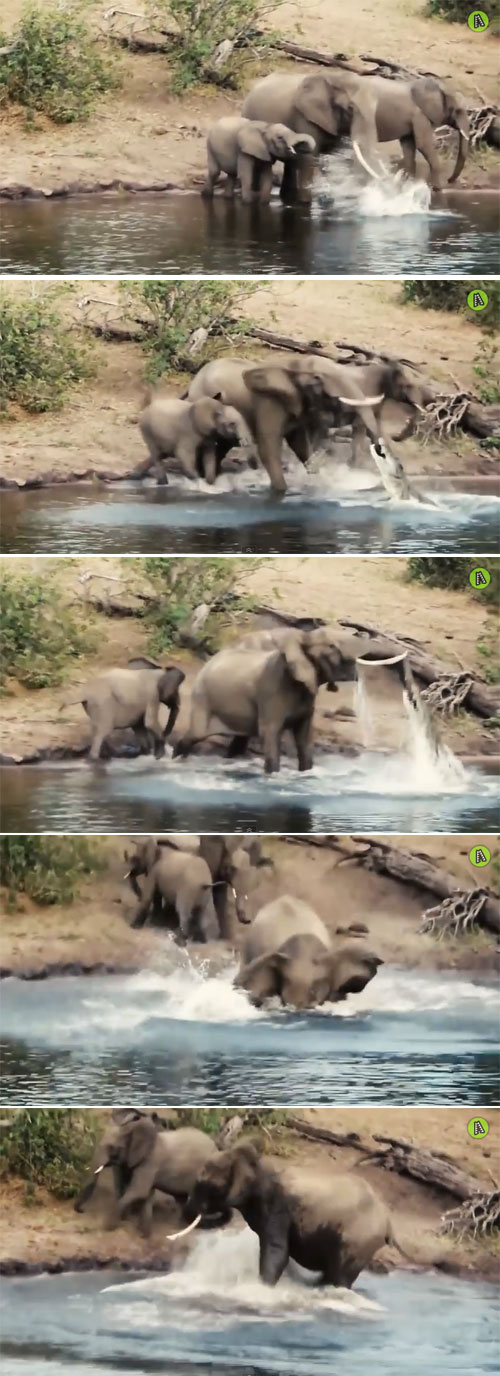 코끼리가 물가에서 긴 코로 물을 마시다 뜻하지 않은 봉변을 당했다. 사진·영상=유튜브(MaxAnimal)