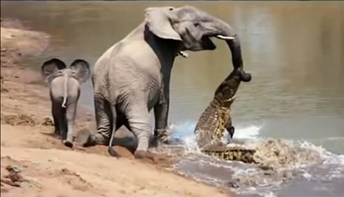 코끼리가 긴 코를 이용해 물가에서 물을 마시다가 악어에게 물리는 뜻밖의 봉변을 당했다. 사진·영상=유튜브(MaxAnimal)