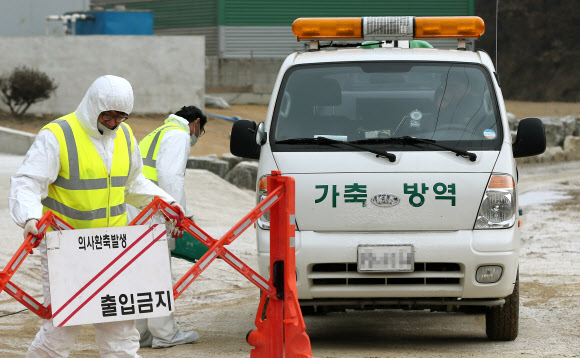 31일 오전 구제역 정밀검사 결과 양성 판정이 나온 경북 영천 화산면의 한 돼지 사육농장에서 방역 관계자들이 농장 입구를 통제하고 출입하는 차량을 소독하고 있다. 연합뉴스