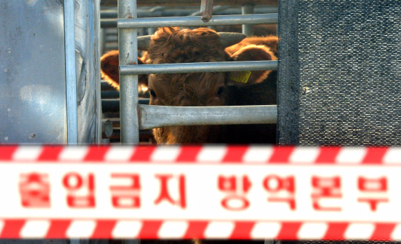 6일 올해 첫 구제역 확진판정을 받은 한우가 발견된 경기도 안성시 죽산면 장원리 이모씨의 농장에서 소가 출입통제선을 바라보고 있다.  박지환 기자 popocar@seoul.co.kr