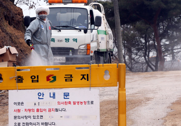 14일 오후 소와 돼지 구제역에 이어 조류인플루엔자(AI) 의심 신고까지 접수된 경기도 안성시의 한 오리농장 앞에서 방역 관계자들이 소독작업을 벌이고 있다.  연합뉴스