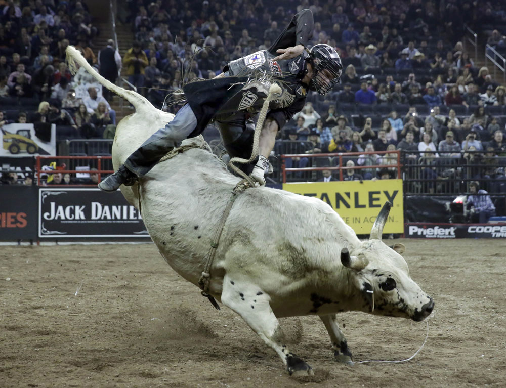 미국의 카우보이 단체 PBR(Professional Bull Riders)이 17일(현지시간) 뉴욕 매디슨 스퀘어 가든에서 개최한 연례 로데오 경연에서 한 참가자가 사나운 황소의 등에 올라 자신의 기량을 선보이고 있다. AP=뉴시스