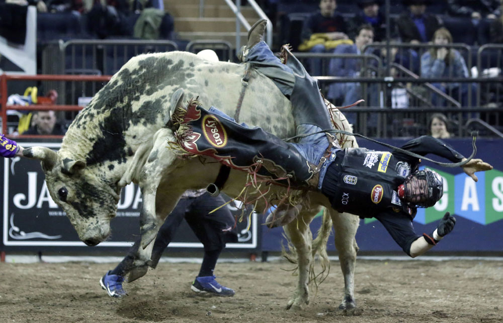 미국의 카우보이 단체 PBR(Professional Bull Riders)이 17일(현지시간) 뉴욕 매디슨 스퀘어 가든에서 개최한 연례 로데오 경연에서 한 참가자가 사나운 황소의 등에 올라 자신의 기량을 선보이고 있다. AP=뉴시스