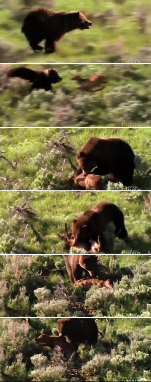 [영상] 치타보다 빠른 곰, 단번에 사슴 제압 ‘화제’