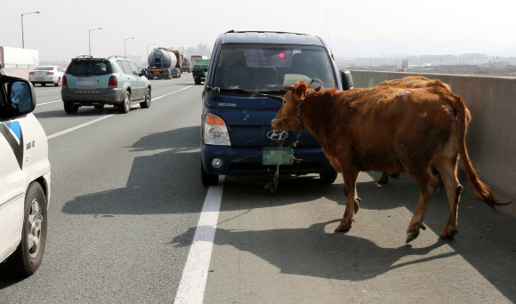 고속도로에 나타난 소