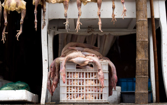 중국 최대 명절인 춘절을 3주 앞둔 3일(현지시간) 중국 상하이 시내의 한 상점에서 명절 음식으로 판매되는 닭과 오리가 깨끗하게 손질된 채 진열대에 걸려 말려지고 있다. ⓒAFPBBNews=News1