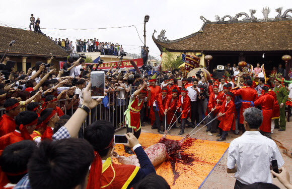 24일(현지시간) 베트남 박닌 지역에서 ‘돼지 도살 축제’가 열린 가운데 붉은색 의상을 입은 마을 주민들이 살아있는 돼지의 네 발을 끈으로 묶어 ‘거열형’ 방식으로 죽이고 있다.  ⓒAFPBBNews=News1