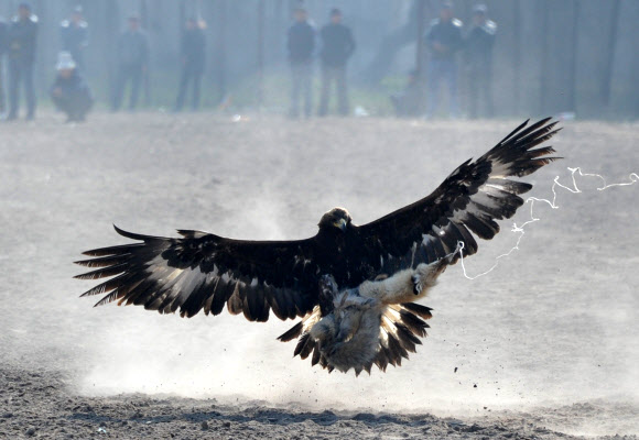 키르기스스탄 매사냥 축제 ‘살부룬’, 여우를 잡은 매