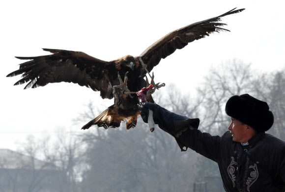 키르기스스탄 매사냥 축제 ‘살부룬’, 먹이를 먹는 매