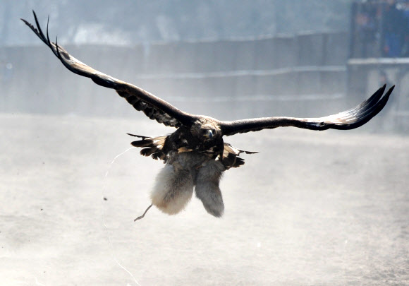 키르기스스탄 매사냥 축제 ‘살부룬’, 여우를 잡은 매