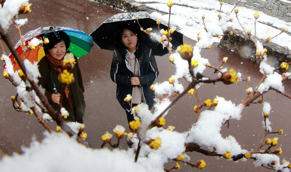 빼꼼히 고개 내민 봄  경칩을 사흘 앞두고 봄을 시샘하는 눈이 내린 3일 경남 함양군 지곡면 개평리 한옥마을 주민들이 꽃망울을 터뜨린 산수유에 눈이 쌓인 이색 풍경을 즐기고 있다.<br>함양군 제공