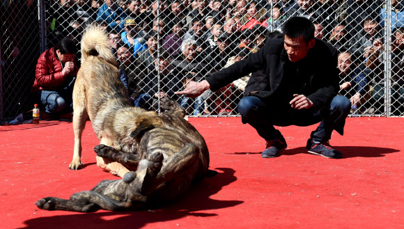 3일(현지시간) 중국 산시성 윈성 지산현 청하진의 산교촌 마을의 한 공터에서 새해 설날맞이 개싸움이 열린 가운데 개 두마리가 서로를 물어뜯고 싸우고 있다.  ⓒAFPBBNews=News1