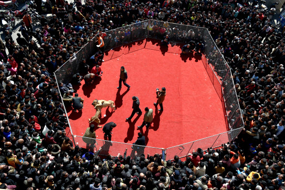 3일(현지시간) 중국 산시성 윈성 지산현 청하진의 산교촌 마을의 한 공터에서 새해 설날맞이 개싸움이 열린 가운데 개 두마리가 서로를 물어뜯고 싸우고 있다.  ⓒAFPBBNews=News1