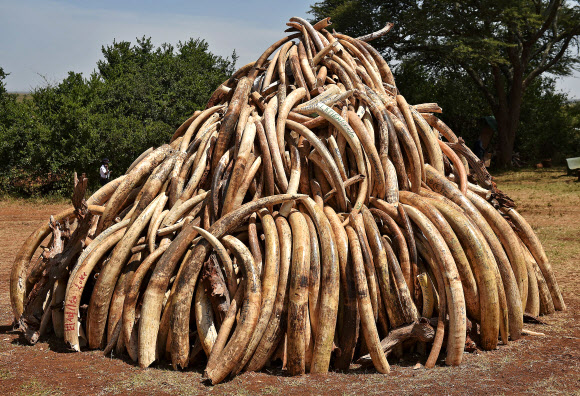 3일(현지시간) ‘세계 야생 동식물의 날’(World Wildlife Day)을 맞아 케냐 수도 나이로비 국립공원에서 상아 15t이 소각되기 위해 쌓여있다. 이날 소각된 상아는 코끼리 1500마리 분량으로, 지금까지 아프리카에서 소각된 물량 중 최대 규모다. 케냐에는 현재 전국적으로 3만 마리 정도의 코끼리가 서식하는 것으로 알려진 가운데 매년 3만 마리가 밀렵꾼에 희생되는 것으로 추정되고 있다. ⓒAFPBBNews=News1