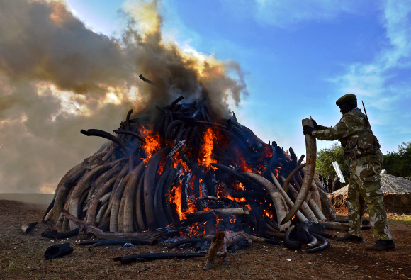 3일(현지시간) ‘세계 야생 동식물의 날’(World Wildlife Day)을 맞아 케냐 수도 나이로비 국립공원에서 케냐 야생동물 보호국 직원들이 상아를 소각하고 있다.  ⓒAFPBBNews=News1