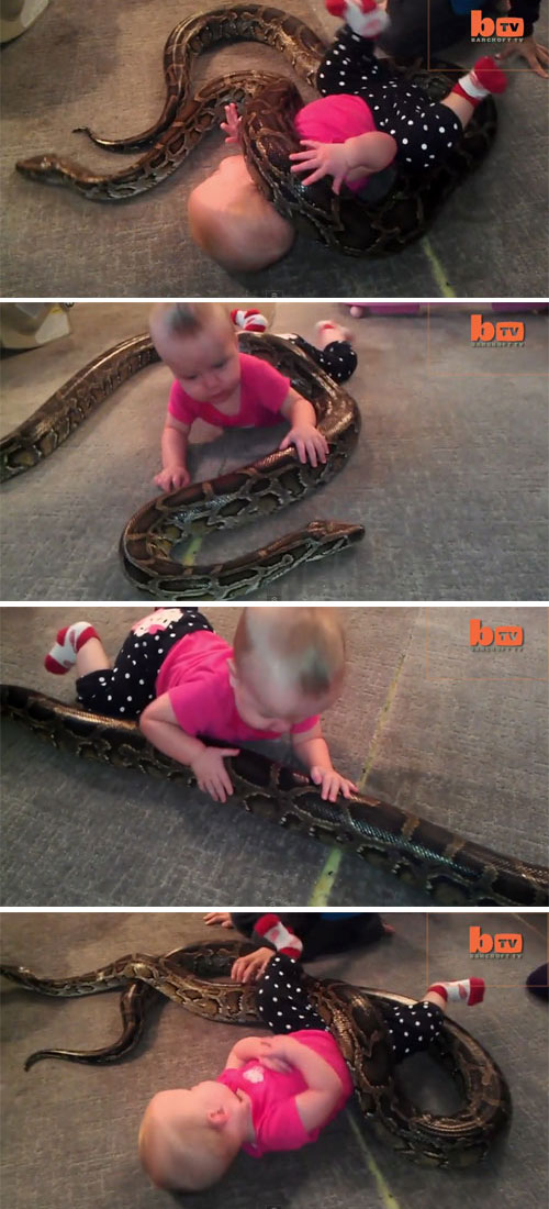 거대한 비단뱀과 노는 아기 ‘충격’ 사진·영상 출처=유튜브(Barcroft TV)
