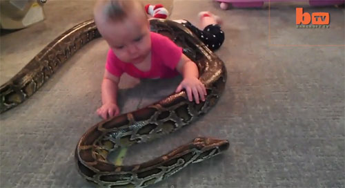 거대한 비단뱀과 노는 아기 ‘충격’ 사진·영상 출처=유튜브(Barcroft TV)