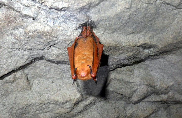 치악산서 19년 만에 멸종위기종 ’붉은박쥐’ 발견