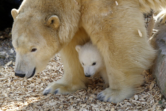 프랑스 머린랜드 동물원의 북극곰 