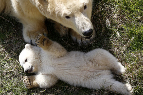 프랑스 머린랜드 동물원의 북극곰 