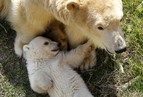 프랑스 머린랜드 동물원의 북극곰 