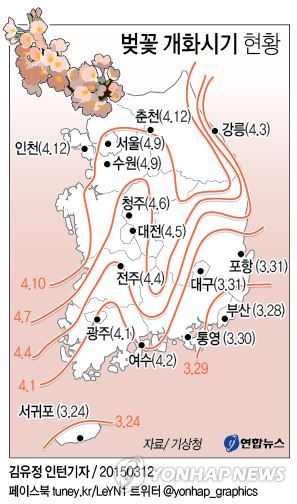 <그래픽> 벚꽃 개화 시기