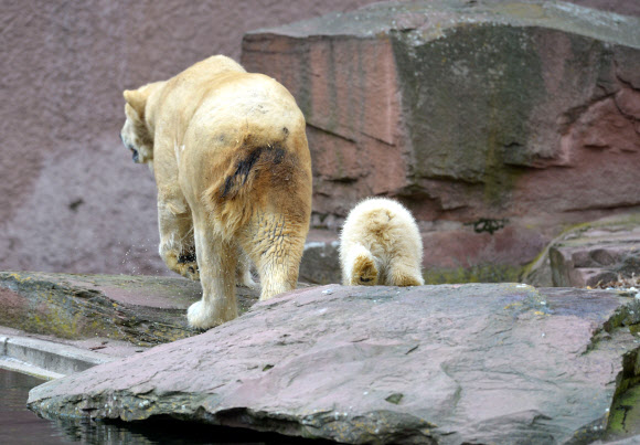 12일(현지시간) 독일 남부 뉘른베르크에 있는 한 동물원에서 아기 북극곰 샤를롯이 어미곰 베라와 함께 태어나 처음으로 바깥 구경을 하고 있다. ⓒAFPBBNews=News1