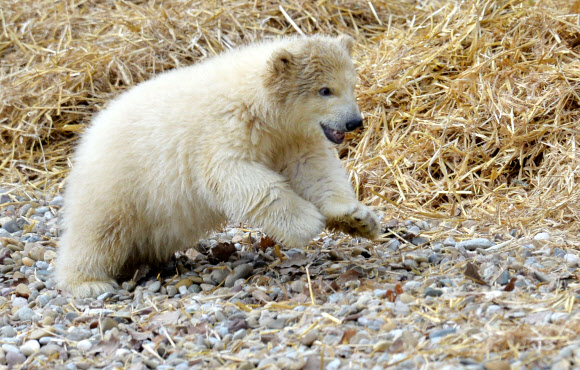 12일(현지시간) 독일 남부 뉘른베르크에 있는 한 동물원에서 태어난 지 110일 정도 된 아기 북극곰 샤를롯이 어미곰 베라와 함께 태어나 처음으로 바깥 구경을 하고 있다.  ⓒAFPBBNews=News1
