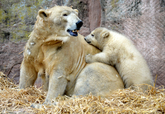 12일(현지시간) 독일 남부 뉘른베르크에 있는 한 동물원에서 태어난 지 110일 정도 된 아기 북극곰 샤를롯이 어미곰 베라와 함께 태어나 처음으로 바깥 구경을 하고 있다.  ⓒAFPBBNews=News1