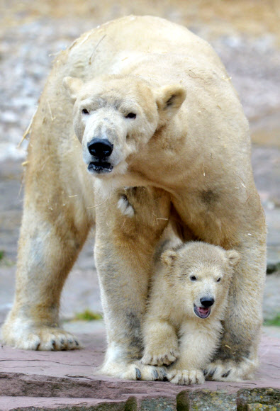 12일(현지시간) 독일 남부 뉘른베르크에 있는 한 동물원에서 태어난 지 110일 정도 된 아기 북극곰 샤를롯이 어미곰 베라와 함께 태어나 처음으로 바깥 구경을 하고 있다.  ⓒAFPBBNews=News1
