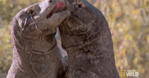 코모도왕도마뱀의 혈투. 사진출처=유튜브 영상 캡처(Nat Geo Wild)