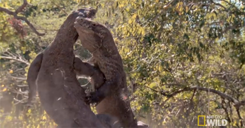 코모도왕도마뱀의 혈투. 사진출처=유튜브 영상 캡처(Nat Geo Wild)