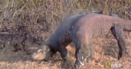 코모도왕도마뱀의 혈투. 사진출처=유튜브 영상 캡처(Nat Geo Wild)