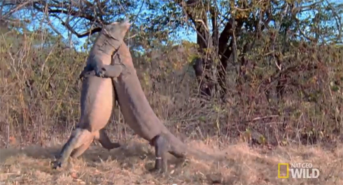 코모도왕도마뱀의 혈투. 사진출처=유튜브 영상 캡처(Nat Geo Wild)