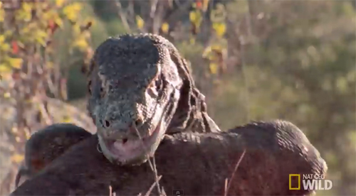 코모도왕도마뱀의 혈투. 사진출처=유튜브 영상 캡처(Nat Geo Wild)