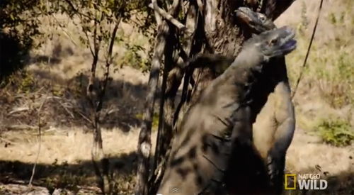 코모도왕도마뱀의 혈투. 사진출처=유튜브 영상 캡처(Nat Geo Wild)